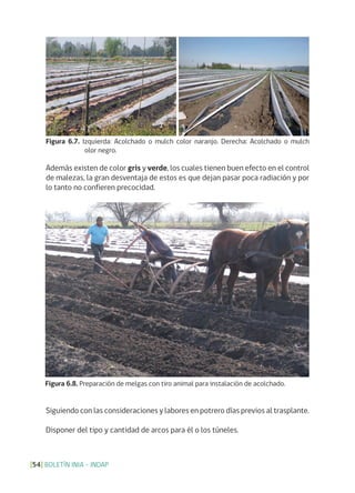 BOLETÍN INIA - INDAP[54]
Figura 6.7. Izquierda: Acolchado o mulch color naranjo. Derecha: Acolchado o mulch
olor negro.
Figura 6.8. Preparación de melgas con tiro animal para instalación de acolchado.
Además existen de color gris y verde, los cuales tienen buen efecto en el control
de malezas, la gran desventaja de estos es que dejan pasar poca radiación y por
lo tanto no confieren precocidad.
Siguiendo con las consideraciones y labores en potrero días previos al trasplante.
Disponer del tipo y cantidad de arcos para él o los túneles.
 