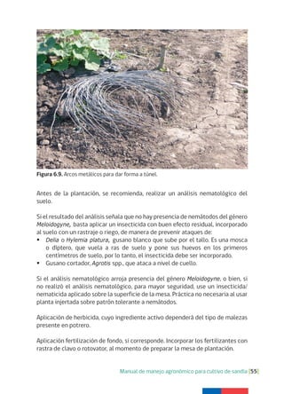 Manual de manejo agronómico para cultivo de sandía [55]
Figura 6.9. Arcos metálicos para dar forma a túnel.
Antes de la plantación, se recomienda, realizar un análisis nematológico del
suelo.
Si el resultado del análisis señala que no hay presencia de nemátodos del género
Meloidogyne, basta aplicar un insecticida con buen efecto residual, incorporado
al suelo con un rastraje o riego, de manera de prevenir ataques de:
	Delia o Hylemia platura, gusano blanco que sube por el tallo. Es una mosca
o díptero, que vuela a ras de suelo y pone sus huevos en los primeros
centímetros de suelo, por lo tanto, el insecticida debe ser incorporado.
	Gusano cortador, Agrotis spp., que ataca a nivel de cuello.
Si el análisis nematológico arroja presencia del género Meloidogyne, o bien, si
no realizó el análisis nematológico, para mayor seguridad, use un insecticida/
nematicida aplicado sobre la superficie de la mesa. Práctica no necesaria al usar
planta injertada sobre patrón tolerante a nemátodos.
Aplicación de herbicida, cuyo ingrediente activo dependerá del tipo de malezas
presente en potrero.
Aplicación fertilización de fondo, si corresponde. Incorporar los fertilizantes con
rastra de clavo o rotovator, al momento de preparar la mesa de plantación.
 