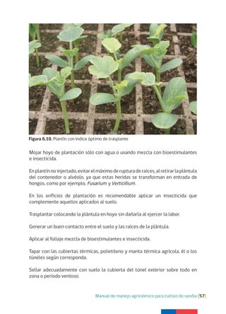 Manual de manejo agronómico para cultivo de sandía [57]
Figura 6.10. Plantín con índice óptimo de trasplante
Mojar hoyo de plantación sólo con agua o usando mezcla con bioestimulantes
e insecticida.
Enplantínnoinjertado,evitarelmáximoderupturaderaíces,alretirarlaplántula
del contenedor o alvéolo, ya que estas heridas se transforman en entrada de
hongos, como por ejemplo, Fusarium y Verticillium.
En los orificios de plantación es recomendable aplicar un insecticida que
complemente aquellos aplicados al suelo.
Trasplantar colocando la plántula en hoyo sin dañarla al ejercer la labor.
Generar un buen contacto entre el suelo y las raíces de la plántula.
Aplicar al follaje mezcla de bioestimulantes e insecticida.
Tapar con las cubiertas térmicas, polietileno y manta térmica agrícola, él o los
túneles según corresponda.
Sellar adecuadamente con suelo la cubierta del túnel exterior sobre todo en
zona o período ventoso.
 