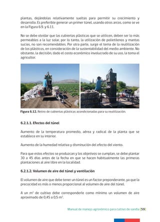 Manual de manejo agronómico para cultivo de sandía [59]
Figura 6.12. Retiro de cubiertas plásticas acondicionadas para su reutilización.
plantas, dejándolas relativamente sueltas para permitir su crecimiento y
desarrollo. Es preferible generar un primer túnel, usando otros arcos, como se ve
en la Figura 6.9. y 6.11.
No se debe olvidar que las cubiertas plásticas que se utilicen, deben ser lo más
permeables a la luz solar, por lo tanto, la utilización de polietilenos y mantas
sucias, no son recomendables. Por otra parte, surge el tema de la reutilización
de los plásticos, en consideración de la sustentabilidad del medio ambiente. No
obstante, la decisión, dado el costo económico involucrado de su uso, la toma el
agricultor.
6.2.1.1. Efectos del túnel
Aumento de la temperatura promedio, aérea y radical de la planta que se
establece en su interior.
Aumento de la humedad relativa y disminución del efecto del viento.
Para que estos efectos se produzcan y los objetivos se cumplan, se debe plantar
30 a 45 días antes de la fecha en que se hacen habitualmente las primeras
plantaciones al aire libre en la localidad.
6.2.1.2. Volumen de aire del túnel y ventilación
El volumen de aire que debe tener un túnel es un factor preponderante, ya que la
precocidad es más o menos proporcional al volumen de aire del túnel.
A un m2
de cultivo debe corresponderle como mínimo un volumen de aire
aproximado de 0,45 a 0,5 m3
.
 