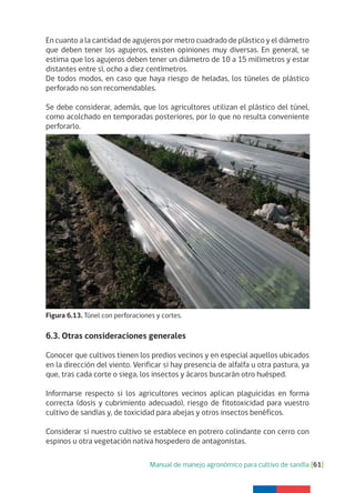 Manual de manejo agronómico para cultivo de sandía [61]
En cuanto a la cantidad de agujeros por metro cuadrado de plástico y el diámetro
que deben tener los agujeros, existen opiniones muy diversas. En general, se
estima que los agujeros deben tener un diámetro de 10 a 15 milímetros y estar
distantes entre sí, ocho a diez centímetros.
De todos modos, en caso que haya riesgo de heladas, los túneles de plástico
perforado no son recomendables.
Se debe considerar, además, que los agricultores utilizan el plástico del túnel,
como acolchado en temporadas posteriores, por lo que no resulta conveniente
perforarlo.
6.3. Otras consideraciones generales
Conocer que cultivos tienen los predios vecinos y en especial aquellos ubicados
en la dirección del viento. Verificar si hay presencia de alfalfa u otra pastura, ya
que, tras cada corte o siega, los insectos y ácaros buscarán otro huésped.
Informarse respecto si los agricultores vecinos aplican plaguicidas en forma
correcta (dosis y cubrimiento adecuado), riesgo de fitotoxicidad para vuestro
cultivo de sandías y, de toxicidad para abejas y otros insectos benéficos.
Considerar si nuestro cultivo se establece en potrero colindante con cerro con
espinos u otra vegetación nativa hospedero de antagonistas.
Figura 6.13. Túnel con perforaciones y cortes.
 