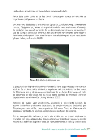 Manual de manejo agronómico para cultivo de sandía [77]
Las hembras al oviponer perforan la hoja, provocando daño.
Tanto éste daño como el de las larvas constituyen puntos de entrada de
organismos patógenos a la planta.
En Chile se ha detectado la presencia de Opius sp., Ganaspidium sp., Didimotropis
cercius, Diglyphus sp., entre otros parásitos de la mosca minadora. Complejo
de parásitos que con el aumento de las temperaturas inician su desarrollo. El
uso de trampas adhesivas amarillas son una buena herramienta para hacer el
monitoreo, dado que el color amarillo es el más efectivo para atraer moscas del
género Liriomyza (Larraín, 2003).
El plaguicida de ingrediente activo ciromazina, tiene bajo impacto sobre abejas
adultas. Es un insecticida sistémico, regulador del crecimiento de las larvas
de Liriomyza spp. y otras moscas minadoras de las hojas. Interrumpe el ciclo
de desarrollo de las larvas. No es activo sobre adultos. Su impacto sobre los
depredadores es mínimo (De Liñán y Vicente, 2003).
También se puede usar abamectina, acaricida e insecticida natural, de
acción traslaminar y sistemia localizada, de amplio espectro, producido por
Streptomyces avermitilis, microroganismo del suelo. Como es tóxico para la
abejas por contacto, no se debe aplicar durante las horas de pecorea.
Por su composición química y modo de acción no se preven resistencias
cruzadas con otros plaguicidas. Resulta eficaz por ingestión y contacto siendo
mucho más activo en el primer caso. Se fija fuertemente al suelo y se considera
Figura 8.3. Adulto de Liriomyza spp.
 