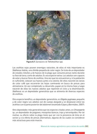 Manual de manejo agronómico para cultivo de sandía [83]
Las arañitas rojas poseen enemigos naturales, de ellos el más importante es
Stethorus histrio, una chinita pequeña de color negro. Se trata de un depredador
de estados móviles y de huevos de la plaga que consume presas tanto durante
su fase de larva, como de adultos. Es una especie nativa. Los adultos son capaces
de volar y buscar focos de arañitas. Una vez que los encuentran y, si la población
es suficiente, colocan sus huevos junto a la colonia. De ellos nacerán las larvas
de color café que recorrerán las hojas caminando en busca de presas para
alimantarse. Un vez completado su desarrollo, pupan en la misma hoja y luego
nacerán de ellas los nuevos adultos que repetirán el ciclo y la diseminación.
Stethorus es un depredador generalista que se alimenta de diversas especies
de arañitas.
Otra especie benéfica, un depredador generalista, es Oligota pygmaea, pequeño
y de color negro. Los adultos son de cuerpo alargado y se desplazan entre las
arañitas con la parte posterior del abdomen levantado (López y Bermúdez, 2007).
Otro depredador, más generalista que las especies citadas antes, es Chrysoperla
sp., un depredador de pulgones, mosquitas blancas, trips y tetraníquidos. Por tal
motivo, su efecto sobre la plaga tiene que ver con la presencia de ésta en el
sector y a la oferta de presas alternativas, algunas de las cuales se consideran
más atractivas para este insecto.
Figura 8.7. Ejemplares de Tetranychus spp.
 