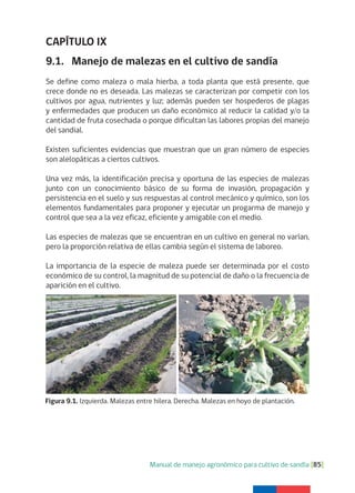 Manual de manejo agronómico para cultivo de sandía [85]
CAPÍTULO IX
9.1. Manejo de malezas en el cultivo de sandía
Se define como maleza o mala hierba, a toda planta que está presente, que
crece donde no es deseada. Las malezas se caracterizan por competir con los
cultivos por agua, nutrientes y luz; además pueden ser hospederos de plagas
y enfermedades que producen un daño económico al reducir la calidad y/o la
cantidad de fruta cosechada o porque dificultan las labores propias del manejo
del sandial.
Existen suficientes evidencias que muestran que un gran número de especies
son alelopáticas a ciertos cultivos.
Una vez más, la identificación precisa y oportuna de las especies de malezas
junto con un conocimiento básico de su forma de invasión, propagación y
persistencia en el suelo y sus respuestas al control mecánico y químico, son los
elementos fundamentales para proponer y ejecutar un progarma de manejo y
control que sea a la vez eficaz, eficiente y amigable con el medio.
Las especies de malezas que se encuentran en un cultivo en general no varían,
pero la proporción relativa de ellas cambia según el sistema de laboreo.
La importancia de la especie de maleza puede ser determinada por el costo
económico de su control, la magnitud de su potencial de daño o la frecuencia de
aparición en el cultivo.
Figura 9.1. Izquierda. Malezas entre hilera. Derecha. Malezas en hoyo de plantación.
 