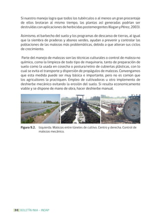 BOLETÍN INIA - INDAP[88]
Si nuestro manejo logra que todos los tubérculos o al menos un gran procentaje
de ellos brotaran al mismo tiempo, las plantas así generadas podrían ser
destruídas con aplicaciones de herbicidas postemergentes (Kogan y Pérez, 2003).
Asimismo, el barbecho del suelo y los programas de descanso de tierras, al igual
que la siembra de praderas y abonos verdes, ayudan a prevenir y controlar las
poblaciones de las malezas más problemáticas, debido a que alteran sus ciclos
de crecimiento.
Parte del manejo de malezas son las técnicas culturales o control de maleza no
químico, como la limpieza de todo tipo de maquinaria, tanto de preparación de
suelo como la usada en cosecha o postura/retiro de cubiertas plásticas, con lo
cual se evita el transporte y dispersión de propágulos de malezas. Convengamos
que esta medida puede ser muy básica e importante, pero no es común que
los agricultores la practiquen. Empleo de cultivadoras u otro implemento de
deshierbe mecánico evitando la erosión del suelo. Si resulta economicamente
viable y se dispone de mano de obra, hacer deshierbe manual.
Figura 9.2. Izquierda. Malezas entre túneles de cultivo. Centro y derecha. Control de
malezas mecánico.
 