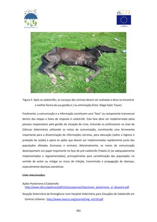 265
Figura 5. Após as catástrofes, as carcaças dos animais devem ser avaliadas e deve-se encontrar
a melhor forma da sua gestão e / ou eliminação (Foto: Diego Soler-Tovar).
Finalmente, a comunicação e a informação constituem uma "fase" ou componente transversal
dentro das etapas e fases de resposta à catástrofe. Esta fase deve ser implementada pelas
pessoas responsáveis pela gestão da situação de crise, incluindo os profissionais na área de
Ciências Veterinárias utilizando os meios de comunicação, constituindo uma ferramenta
importante para a disseminação de informações corretas, para educação (sobre a higiene e
proteção de saúde) e apoio às ações que devem ser implementadas rapidamente junto das
populações afetadas (humanas e animais). Adicionalmente, os meios de comunicação
desempenham um papel importante na fase de pré-catástrofe (Tabela 2) (se adequadamente
implementados e regulamentados), principalmente para sensibilização das populações no
sentido de evitar ou mitigar os riscos de infeção, transmissão e propagação de doenças,
especialmente doenças zoonóticas.
Links relacionados:
Ações Posteriores à Catástrofe:
http://www.sld.cu/galerias/pdf/sitios/urgencia/14acciones_posteriores_al_desastre.pdf
Atuação Veterinária de Emergência num Hospital Veterinário para Situações de Catástrofe em
Centros Urbanos: http://www.laveccs.org/journal/img_art/10.pdf
 