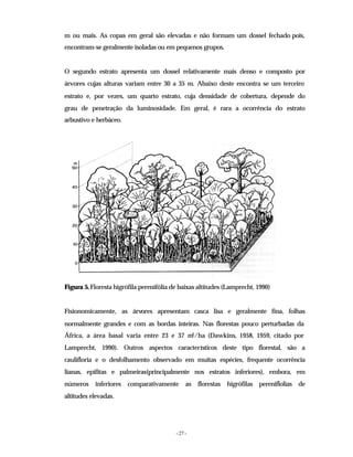 - 27 -
m ou mais. As copas em geral são elevadas e não formam um dossel fechado pois,
encontram-se geralmente isoladas ou em pequenos grupos.
O segundo estrato apresenta um dossel relativamente mais denso e composto por
árvores cujas alturas variam entre 30 a 35 m. Abaixo deste encontra se um terceiro
estrato e, por vezes, um quarto estrato, cuja densidade de cobertura, depende do
grau de penetração da luminosidade. Em geral, é rara a ocorrência do estrato
arbustivo e herbáceo.
Figura 5.Floresta higrófila perenifólia de baixas altitudes (Lamprecht, 1990)
Fisionomicamente, as árvores apresentam casca lisa e geralmente fina, folhas
normalmente grandes e com as bordas inteiras. Nas florestas pouco perturbadas da
África, a área basal varia entre 23 e 37 m
2/ha (Dawkins, 1958, 1959, citado por
Lamprecht, 1990). Outros aspectos característicos deste tipo florestal, são a
caulifloria e o desfolhamento observado em muitas espécies, frequente ocorrência
lianas, epífitas e palmeiras(principalmente nos estratos inferiores), embora, em
números inferiores comparativamente as florestas higrófilas pereniflolias de
altitudes elevadas.
 