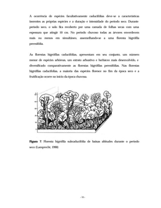 - 30 -
A ocorrência de espécies facultativamente caducifólias deve-se a características
inerentes as próprias espécies e a duração e intensidade do período seco. Durante
período seco, o solo fica recoberto por uma camada de folhas secas com uma
espessura que atingir 10 cm. No período chuvoso todas as árvores enverdecem
mais ou menos em simultâneo, assemelhando-se a uma floresta higrófila
perenifólia.
As florestas higrófilas caducifólias, apresentam em seu conjunto, um número
menor de espécies arbóreas, um estrato arbustivo e herbáceo mais desenvolvido, e
diversificado comparativamente as florestas higrófilas perenifólias. Nas florestas
higrófilas caducifolias, a maioria das espécies floresce no fim da época seco e a
frutificação ocorre no início da época chuvosa.
Figura 7: Floresta higrófila subcaducifólia de baixas altitudes durante o período
seco (Lamprecht, 1990)
 