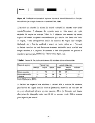 - 41 -
kirkiana
Figura 13: Fenologia reprodutiva de algumas árvores do miomboSombreado= Floração;
Preto=Maturação e dispersão de frutos/sementes (Frost, 1996).
A dispersão de sementes da maioria da árvores e arbustos do miombo ocorre entre
Agosto-Novembro. A dispersão das sementes pode ser feita através do vento,
explosão das vagens ou animais (Tabela 5). A dispersão das sementes do estrato
superior do dossel, composto maioritariamente por árvores com frutos em forma
de vagem, é feita principalmente através da explosão das vagens (por exemplo,
Brachystegia spp e Isoberlina angolensis) e através do vento (Albizia sp. e Pterocarpus
sp). Frutos carnudos, são mais frequentes no estrato intermédio ou ao nível do sub-
bosque arbustivo e, a dispersão de sementes é feita principalmente por pássaros e
mamíferos (por exemplo, Strichinus sp., Tabernamontana elegans, etc.).
Tabela 5: Formas de dispersão de sementes das árvores e arbustos da miombo
Classe de árvores Tipo de fruto Agente dispersor
carnudo vagem outros vento vagem
explosiva
animais
Estrato superior 15 78 7 22 59 19
Estrato intermédio 48 24 28 24 4 54
Arbustos 67 24 9 9 9 82
Fonte: Chidumayo (1996).
A distância de dispersão das sementes é variável. Mas a maioria das sementes
provenientes das vagens caem ao redor da planta mãe, dentro de um raio entre 2-4
m e, excepcionalmente atingem um raio superior a 10 m. As distâncias mais longas
observadas são feitas pelo vento, entre 28-100 m, ou mais e entre 5
-10 m ou mais
para dispersão por animais.
 