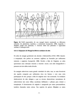 - 46 -
Figura 14. Perfil esquemático de um mangal intacto mostrando os diferentes
cinturões da plataforma marítima a continental (Lamprecht, 1990). Legenda: 1
Rizophora mangle com plantulas, 2 Avicennia nitida com plantulas 3 Laguncularia
racemosa,4 Conocarpus erecta
4.4.1.4. Adaptações do Mangal às difíceis condições do sítio
Os solos do mangal, geralmente são aluviais e hidromórficos (FAO, 1994). Quanto
à composição, eles podem ser arenosos, argilosos ou formados por sedimentos
minerais e orgânicos (Lamprecht, 1990). Devido a falta de Oxigénio, os solos
apresentam uma coloração cinzenta a cinzento- escuro, com odor desagradável e
possuem um teor salino muito elevado.
Os mangais sobrevivem numa grande variedade de solos, mas, os mais favoráveis
são aqueles composto por sedimentos ricos em húmus e com uma certa
participação de área, porque a falta de oxigénio não é tão acentuada. As condições
desfavoráveis do sítio obrigam a que as árvores desenvolvam mecanismos de
sobrevivência tais como folhas suculentas (brilhantes e pilosas) para reduzir a
transpiração. O fornecimento de oxigénio é assegurado por raízes pneumatóforas,
também chamadas raízes aéreas. Nas espécies do género Rhizophora as raízes
 