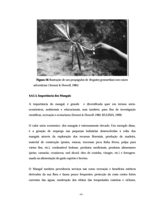 - 48 -
Figura 16: Ilustração de um propágulos de Bruguiera gymnorrhizai com raízes
adventícias ( Semesi & Howell, 1985)
4.4.1.5. Importância dos Mangais
A importância do mangal, é grande e diversificada quer em termos sócio-
económicos, ambientais e educacionais, mas também, para fins de investigação
científicas, recreação e ecoturismo (Semesi & Howell ,1985; KULIMA, 1999)
O valor sócio económico dos mangais é extremamente elevado. Um exemplo disso,
é a geração de emprego nas pequenas indústrias desenvolvidas à volta dos
mangais através da exploração dos recursos florestais, produção de madeira,
material de construção (postes, estacas, travessas para linha férrea, polpa para
vários fins, etc.), combustível lenhoso, produtos medicinais, produtos alimentares
(peixe, camarão, crustáceos, mel álcool, óleo de cozinha, vinagre, etc.) e forragem
usada na alimentação do gado caprino e bovino.
O Mangal também providencia serviços tais como recreação e benefícios estéticos
derivados da sua flora e fauna pouco frequentes, protecção da costa contra fortes
correntes das águas, moderação dos efeitos das tempestades costeiras e ciclones,
 