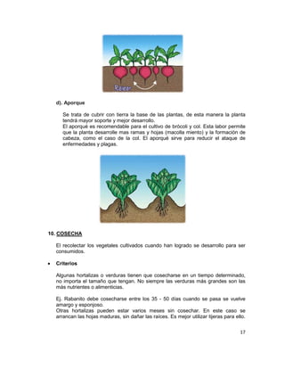 17
d). Aporque
Se trata de cubrir con tierra la base de las plantas, de esta manera la planta
tendrá mayor soporte y mejor desarrollo.
El aporqué es recomendable para el cultivo de brócoli y col. Esta labor permite
que la planta desarrolle mas ramas y hojas (macolla miento) y la formación de
cabeza, como el caso de la col. El aporqué sirve para reducir el ataque de
enfermedades y plagas.
10. COSECHA
El recolectar los vegetales cultivados cuando han logrado se desarrollo para ser
consumidos.
• Criterios
Algunas hortalizas o verduras tienen que cosecharse en un tiempo determinado,
no importa el tamaño que tengan. No siempre las verduras más grandes son las
más nutrientes o alimenticias.
Ej. Rabanito debe cosecharse entre los 35 - 50 días cuando se pasa se vuelve
amargo y esponjoso.
Otras hortalizas pueden estar varios meses sin cosechar. En este caso se
arrancan las hojas maduras, sin dañar las raíces. Es mejor utilizar tijeras para ello.
 