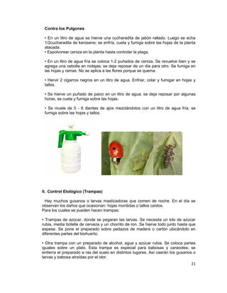 21
Contra los Pulgones
• En un litro de agua se hierve una cucharadita de jabón rallado. Luego se echa
1/2cucharadita de kerosene; se enfría, cuela y fumiga sobre las hojas de la planta
atacada.
• Espolvorear ceniza en la planta hasta controlar la plaga.
• En un litro de agua fría se coloca 1-2 puñados de ceniza. Se revuelve bien y se
agrega una cebolla en rodajas; se deja reposar de un día para otro. Se fumiga en
las hojas y ramas. No se aplica a las flores porque se quema.
• Hervir 2 cigarros negros en un litro de agua. Enfriar, colar y fumigar en hojas y
tallos.
• Se hierve un puñado de paico en un litro de agua; se deja reposar por algunas
horas, se cuela y fumiga sobre las hojas.
• Se muele de 5 - 6 dientes de ajos mezclándolos con un litro de agua fría; se
fumiga sobre las hojas y tallos.
II. Control Etológico (Trampas)
Hay muchos gusanos o larvas masticadoras que comen de noche. En el día se
observan los daños que ocasionan: hojas mordidas o tallos caídos.
Para los cuales se pueden hacen trampas:
• Trampas de azúcar, donde se pegaran las larvas. Se necesita un kilo de azúcar
rubia, media botella de cerveza y un chorrito de ron. Se hierve todo junto hasta que
espese. Se pone el preparado sobre pedazos de madera o cartón ubicándolo en
diferentes partes del biohuerto.
• Otra trampa con un preparado de alcohol, agua y azúcar rubia. Se coloca partes
iguales sobre un plato. Esta trampa es especial para babosas y caracoles; se
entierra el preparado a ras del suelo en distintos lugares. Así caerán los gusanos o
larvas y babosa atraídas por el olor.
 