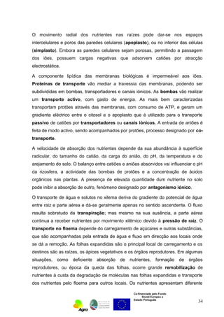 O movimento radial dos nutrientes nas raízes pode dar-se nos espaços 
intercelulares e poros das paredes celulares (apoplasto), ou no interior das células 
(simplasto). Embora as paredes celulares sejam porosas, permitindo a passagem 
dos iões, possuem cargas negativas que adsorvem catiões por atracção 
electrostática. 
A componente lipídica das membranas biológicas é impermeável aos iões. 
Proteínas de transporte vão mediar a travessia das membranas, podendo ser 
subdivididas em bombas, transportadores e canais iónicos. As bombas vão realizar 
um transporte activo, com gasto de energia. As mais bem caracterizadas 
transportam protões através das membranas, com consumo de ATP, e geram um 
gradiente eléctrico entre o citosol e o apoplasto que é utilizado para o transporte 
passivo de catiões por transportadores ou canais iónicos. A entrada de aniões é 
feita de modo activo, sendo acompanhados por protões, processo designado por co-transporte. 
A velocidade de absorção dos nutrientes depende da sua abundância à superfície 
radicular, do tamanho do catião, da carga do anião, do pH, da temperatura e do 
arejamento do solo. O balanço entre catiões e aniões absorvidos vai influenciar o pH 
da rizosfera, a actividade das bombas de protões e a concentração de ácidos 
orgânicos nas plantas. A presença de elevada quantidade dum nutriente no solo 
pode inibir a absorção de outro, fenómeno designado por antagonismo iónico. 
O transporte de água e solutos no xilema deriva do gradiente do potencial de água 
entre raiz e parte aérea e dá-se geralmente apenas no sentido ascendente. O fluxo 
resulta sobretudo da transpiração; mas mesmo na sua ausência, a parte aérea 
continua a receber nutrientes por movimento xilémico devido à pressão de raiz. O 
transporte no floema depende do carregamento de açúcares e outras substâncias, 
que são acompanhadas pela entrada de água e fluxo em direcção aos locais onde 
se dá a remoção. As folhas expandidas são o principal local de carregamento e os 
destinos são as raízes, os ápices vegetativos e os órgãos reprodutores. Em algumas 
situações, como deficiente absorção de nutrientes, formação de órgãos 
reprodutores, ou época da queda das folhas, ocorre grande remobilização de 
nutrientes à custa da degradação de moléculas nas folhas expandidas e transporte 
dos nutrientes pelo floema para outros locais. Os nutrientes apresentam diferente 
Co-financiado pelo Fundo 
Social Europeu e 
Estado Português 
34 
 