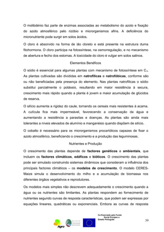 O molibdénio faz parte de enzimas associadas ao metabolismo do azoto e fixação 
do azoto atmosférico pelo rizóbio e microrganismos afins. A deficiência do 
micronutriente pode surgir em solos ácidos. 
O cloro é absorvido na forma de ião cloreto e está presente na estrutura duma 
fitohormona. O cloro participa na fotossíntese, na osmorregulação, e no mecanismo 
de abertura e fecho dos estomas. A toxicidade do cloro é vulgar em solos salinos. 
Elementos Benéficos 
O sódio é essencial para algumas plantas com mecanismo de fotossíntese em C4. 
As plantas cultivadas são divididas em natrofílicas e natrofóbicas, conforme são 
ou não beneficiadas pela presença do elemento. Nas plantas natrofílicas o sódio 
substitui parcialmente o potássio, resultando em maior resistência à secura, 
crescimento mais rápido quando a planta é jovem e maior acumulação de glúcidos 
de reserva. 
O silício aumenta a rigidez do caule, tornando os cereais mais resistentes à acama. 
A cutícula fica mais impermeável, favorecendo a conservação da água e 
aumentando a resistência a parasitas e doenças. As plantas são ainda mais 
tolerantes a níveis elevados de alumínio e manganésio quando dispõem de silício. 
O cobalto é necessário para os microrganismos procarióticos capazes de fixar o 
azoto atmosférico, beneficiando o crescimento e a produção das leguminosas. 
Nutrientes e Produção 
O crescimento das plantas depende de factores genéticos e ambientais, que 
incluem os factores climáticos, edáficos e bióticos. O crescimento das plantas 
pode ser simulado construindo sistemas dinâmicos que consideram a influência dos 
principais factores climáticos – os modelos de crescimento. O modelo CERES-Maize 
simula o desenvolvimento do milho e a acumulação de biomassa nos 
diferentes órgãos vegetativos e reprodutores. 
Os modelos mais simples não descrevem adequadamente o crescimento quando a 
água ou os nutrientes são limitantes. As plantas respondem ao fornecimento de 
nutrientes segundo curvas de resposta características, que podem ser expressas por 
equações lineares, quadráticas ou exponenciais. Embora as curvas de resposta 
Co-financiado pelo Fundo 
Social Europeu e 
Estado Português 
39 
 