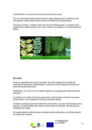 carbohidratos e ao mecanismo do processamento do azoto. 
Tem um importante papel estrutural pois é parte integrante das membranas dos 
cloroplastos, influenciando dessa maneira a eficiência da fotossintesse. 
Tal como no Ferro, a clorose entre nervuras nas folhas jovens, é o sintoma mais 
característico desta carência, bem como, lesões necrosadas e o encolhimento das 
folhas. 
Boro (Bo) 
Ajuda na regulação dos outros nutrientes, faz parte integrante da cadeia de 
produção de açucares e carbohidratos, é essencial na formação das sementes e 
desenvolvimento dos frutos. 
Geralmente, num solo rico em matéria orgânica nunca aparecem carências deste 
elemento. 
As plantas com carência de Boro apresentam crescimentos anormais nos jovens 
lançamentos, como resposta á morte do meristema apical. 
O sistema radicular apresenta deficiente crescimento, as raízes não alongam como 
previsto. As extremidades das raízes incham podendo rebentar, abrindo portas a 
instalação de fungos. 
O excesso deste nutriente causa amarelecimentos acentuados nas folhas seguido 
de queda das mesmas. 
Co-financiado pelo Fundo 
Social Europeu e 
Estado Português 
52 
 