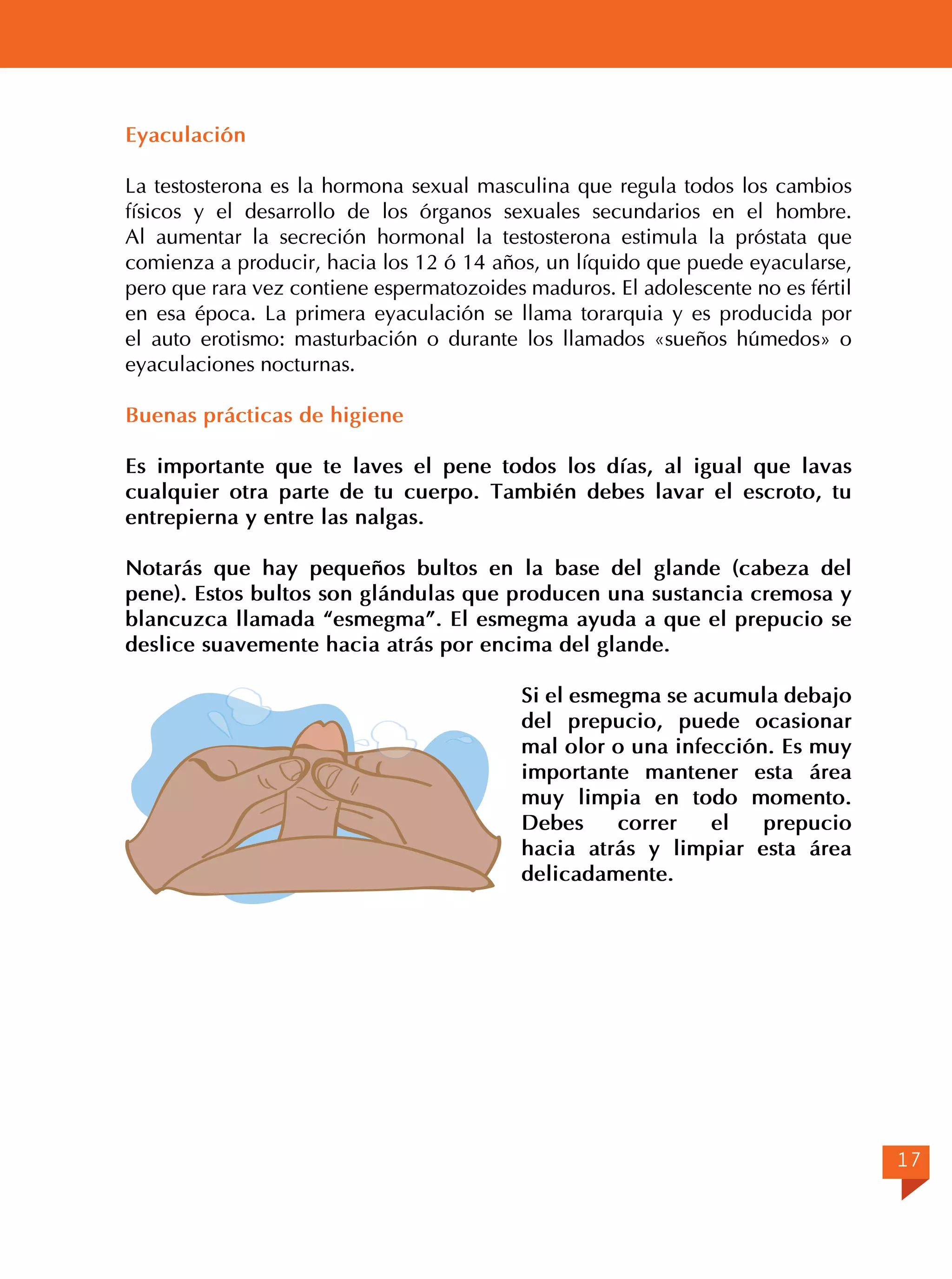 Eyaculación
La testosterona es la hormona sexual masculina que regula todos los cambios
físicos y el desarrollo de los órganos sexuales secundarios en el hombre.
Al aumentar la secreción hormonal la testosterona estimula la próstata que
comienza a producir, hacia los 12 ó 14 años, un líquido que puede eyacularse,
pero que rara vez contiene espermatozoides maduros. El adolescente no es fértil
en esa época. La primera eyaculación se llama torarquia y es producida por
el auto erotismo: masturbación o durante los llamados «sueños húmedos» o
eyaculaciones nocturnas.
Buenas prácticas de higiene
Es importante que te laves el pene todos los días, al igual que lavas
cualquier otra parte de tu cuerpo. También debes lavar el escroto, tu
entrepierna y entre las nalgas.
	
Notarás que hay pequeños bultos en la base del glande (cabeza del
pene). Estos bultos son glándulas que producen una sustancia cremosa y
blancuzca llamada “esmegma”. El esmegma ayuda a que el prepucio se
deslice suavemente hacia atrás por encima del glande.
Si el esmegma se acumula debajo
del prepucio, puede ocasionar
mal olor o una infección. Es muy
importante mantener esta área
muy limpia en todo momento.
Debes
correr
el
prepucio
hacia atrás y limpiar esta área
delicadamente.

17

 