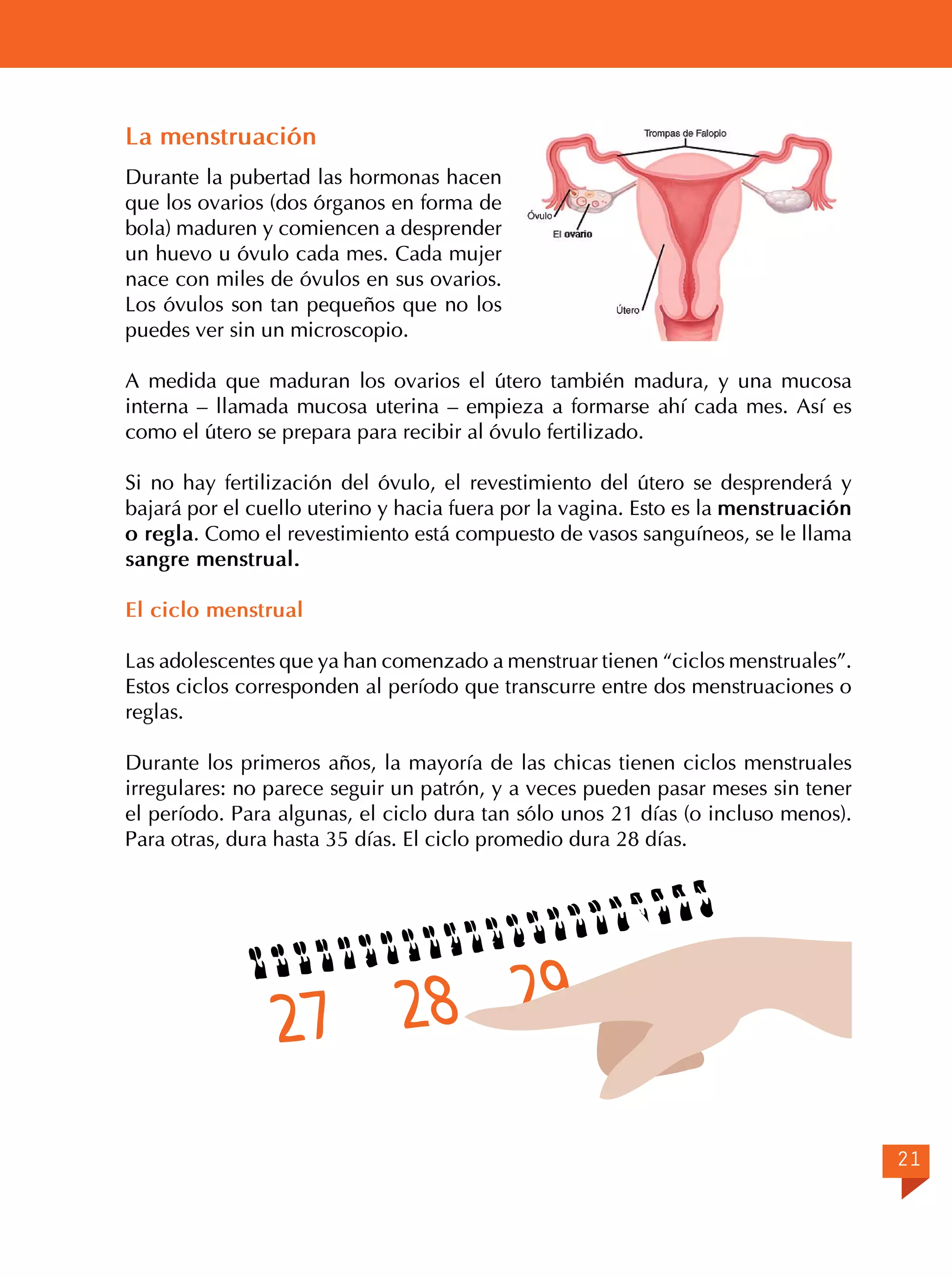 La menstruación
Durante la pubertad las hormonas hacen
que los ovarios (dos órganos en forma de
bola) maduren y comiencen a desprender
un huevo u óvulo cada mes. Cada mujer
nace con miles de óvulos en sus ovarios.
Los óvulos son tan pequeños que no los
puedes ver sin un microscopio.
A medida que maduran los ovarios el útero también madura, y una mucosa
interna – llamada mucosa uterina – empieza a formarse ahí cada mes. Así es
como el útero se prepara para recibir al óvulo fertilizado.
Si no hay fertilización del óvulo, el revestimiento del útero se desprenderá y
bajará por el cuello uterino y hacia fuera por la vagina. Esto es la menstruación
o regla. Como el revestimiento está compuesto de vasos sanguíneos, se le llama
sangre menstrual.
El ciclo menstrual
		
Las adolescentes que ya han comenzado a menstruar tienen “ciclos menstruales”.
Estos ciclos corresponden al período que transcurre entre dos menstruaciones o
reglas.
Durante los primeros años, la mayoría de las chicas tienen ciclos menstruales
irregulares: no parece seguir un patrón, y a veces pueden pasar meses sin tener
el período. Para algunas, el ciclo dura tan sólo unos 21 días (o incluso menos).
Para otras, dura hasta 35 días. El ciclo promedio dura 28 días.

21

 