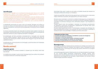 MANUAL ˗˘ʵ˘ˠ϶ʸ˦˧˔˥ʴˡ˜ˠ˔˟ SUÍNOS
80 81
ʼ˗˘ˡ˧˜Ё˖˔̵̹ˢ
˂ʷ˘˖˥˘˧ˢʠʿ˘˜ˡʡ̌ʤʧʥʢʥʣʣʩʟ˖ˢˠ˔˦˔˟˧˘˥˔̹͇˘˦˜ˡ˧˥ˢ˗˨˭˜˗˔˦ˣ˘˟ˢʷ˘˖˥˘˧ˢʠʿ˘˜ˡʡ̌ʤʪʧʢʥʣʤʨ
˘ ʷ˘˖˥˘˧ˢʠʿ˘˜ ˡʡ̌ ʦʥʢʥʣʤʪʟ ˡˢ ˦˘˨ ʴˡ˘˫ˢ ʼʼʼʟ ˗˘Ёˡ˘ ˔˦ ˢ˕˥˜˚˔˧ˢ˥˜˘˗˔˗˘˦ ˘ˠ ˧˘˥ˠˢ˦ ˗˘
ˠ˔˥˖˔̵̹ˢ˘˜˗˘ˡ˧˜Ё˖˔̵̹ˢ˗ˢ˦˔ˡ˜ˠ˔˜˦˗˘˘˦ˣ̻˖˜˘˦˨̿ˡ˔ʭ
˂˦˔ˡ˜ˠ˔˜˦˗˔˘˦ˣ̻˖˜˘˦˨̿ˡ˔˘˫˜˦˧˘ˡ˧˘˦ˡ˨ˠ˔˘˫ˣ˟ˢ˥˔̵̹ˢʟ˖˘ˡ˧˥ˢ˗˘˖ˢ˟˛˘˜˧˔˗˘˦̻ˠ˘ˡ
ˢ˨˖˘ˡ˧˥ˢ˗˘˔˚˥˨ˣ˔ˠ˘ˡ˧ˢ˗˘˩˘ˠ˦˘˥ˠ˔˥˖˔˗ˢ˦˔˧˥˔˩̻˦˗˘˧˔˧˨˔˚˘ˠˢ˨ˣ˘˟˔˔ˣˢ˦˜̵̹ˢ
˗˘ˠ˔˥˖˔˔˨˥˜˖˨˟˔˥ʟ˖ˢˠ˔˥˘˦ˣ˘˧˜˩˔ˠ˔˥˖˔ˣ˥˘˖˘˗˜˗˔˗ˢ˖ͅ˗˜˚ˢ˗ˢˣ˔̿˦ʟˤ˨˘ˣ˘˥ˠ˜˧˔
˥˘˟˔˖˜ˢˡ˔˥ˢ˔ˡ˜ˠ˔˟˔˟˧˘˥ˡ˔˧˜˩˔ˠ˘ˡ˧˘˖ˢˠ˔˘˫ˣ˟ˢ˥˔̵̹ˢʟ˖ˢˠˢ˖˘ˡ˧˥ˢ˗˘˖ˢ˟˛˘˜˧˔˗˘
˦̻ˠ˘ˡˢ˨˖ˢˠˢ˖˘ˡ˧˥ˢ˗˘˔˚˥˨ˣ˔ˠ˘ˡ˧ˢʡ
ʴ ˜˗˘ˡ˧˜Ё˖˔̵̹ˢ ˣ˘˥ˠ˔ˡ˘ˡ˧˘ ˗˘ ˦˨̿ˡˢ˦ ˖ˢˠˢʟ ˣˢ˥ ˘˫˘ˠˣ˟ˢʟ ˧˔˧˨˔˚˘ˡ˦ ˡ˔˦ ˢ˥˘˟˛˔˦ ˢ˨
no corpo ou marcas auriculares (brincos), só deve ser levada a cabo por um operador
treinado e competente, usando instrumentos adequados e mantidos em boas condições
higiénicas.
As marcas auriculares, devem ser adequadas aos animais desta espécie e deverão ser
introduzidas correctamente tendo em conta a posição de colocação e as instruções do
fabricante, evitando os vasos sanguíneos principais e cartilagens.
ˁ˔ ˜˗˘ˡ˧˜Ё˖˔̵̹ˢ ˗˘ ˙ˢ˥ˠ˔ ˣ˥ˢ˩˜˦ͅ˥˜˔ʟ ˡˢˠ˘˔˗˔ˠ˘ˡ˧˘ ˔ ˠ˔˥˖˔̵̹ˢ ˖ˢˠ ˔˘˥ˢ˦˦ͅ˜˦
ou tinta (método aceitável) , quando esta tem de ser feita imediatamente antes do
transporte dos animais para o abate, o operador deve assegurar-se que não são usadas
substâncias tóxicas.
Na aplicação de marcas auriculares ou na tatuagem, os animais devem ser imobilizados
de forma adequada.
Saúde animal
ʴ˦ˣ˘˖˧ˢ˦˚˘˥˔˜˦
A manutenção de uma correcta sanidade é o requisito que mais afecta o Bem-Estar
dos animais.
As medidas para proteger a saúde incluem biossegurança, boas práticas de produção
e condições estruturais e ambientais adequadas.
Informações úteis sobre a saúde da vara podem ser obtidas através dos relatórios da
inspecção sanitária das carcaças no matadouro.
O plano de saúde e Bem-Estar Animal, deve garantir que os animais tenham o tratamento
médico-veterinário necessário, atempadamente e em doses correctas.
Este plano deve contemplar, no mínimo, os cuidados de biossegurança na exploração e
durante o transporte, os procedimentos na compra de animais e quaisquer programas
˘˦ˣ˘˖̿Ё˖ˢ˦˗˘˖ˢˡ˧˥ˢ˟ˢ˗˘˗ˢ˘ˡ̹˔˦ʟ˖ˢˠˢ˦˔˟ˠˢˡ˘˟˔˦ʟ˘˥˜˦˜ˣ˘˟˔ʟʸʡ˖ˢ˟˜ʟˠ˜˖ˢˣ˟˔˦ˠ˔˘
parvovírus.
Também deverá incluir uma estratégia e calendário de vacinação, procedimentos
de isolamento, cruzamentos, miscigenação e agrupamento de animais, assim como
controlo de parasitas externos e internos.
Do plano deverá igualmente constar a monitorização e resolução das patologias das
patas, procedimentos de rotina, como aposição de marcas auriculares e prevenção e
controlo de vícios como caudofagia, mordedura de barras, entre outros.
ʼˡ˗˜˖˔˗ˢ˥˘˦˗˘ʵ˘ˠʠʸ˦˧˔˥ʭ
ϥʴ˨ˠ˘ˡ˧ˢ˗˔˦˧˔˫˔˦˗˘ˠˢ˥˕˜˟˜˗˔˗˘ʟˠˢ˥˧˔˟˜˗˔˗˘˘ˢ˖˖˜˦̵ˢ˗˘˘ˠ˘˥˚̼ˡ˖˜˔ʡ
ϥʴ˟˧˘˥˔̹͇˘˦ˡ˔˘Ё˖˜̼ˡ˖˜˔˥˘ˣ˥ˢ˗˨˧˜˩˔ʡ
ϥʴ˟˧˘˥˔̹͇˘˦ˡˢ˖ˢˠˣˢ˥˧˔ˠ˘ˡ˧ˢʛ˔ˣ˔˧˜˔ʟ˔˖˧˜˩˜˗˔˗˘˥˘˗˨˭˜˗˔ʜʡ
ϥʴ˨ˠ˘ˡ˧ˢ˗˔ˣ˘˥˖˘ˡ˧˔˚˘ˠ˗˘˔ˡ˜ˠ˔˜˦˖ˢˠ˖˟˔˨˗˜˖˔̹͇˘˦ʡ
ϥʴ˟˧˘˥˔̵̹ˢˡ˔˔ˣ˔˥̼ˡ˖˜˔˙̿˦˜˖˔˗ˢ˦˔ˡ˜ˠ˔˜˦ʛ˟˘˦͇˘˦ʟ˙˘˥˜˗˔˦ʜʡ
ʵ˜ˢ˦˦˘˚˨˥˔ˡ̹˔
ʴʵ˜ˢ˦˦˘˚˨˥˔ˡ̹˔˦˜˚ˡ˜Ё˖˔˔˥˘˗˨̵̹ˢ˗ˢ˥˜˦˖ˢ˗˘˗ˢ˘ˡ̹˔ˢ˨˖ˢˡ˧̳˚˜ˢ˘ˡ˧˥˘˔ˡ˜ˠ˔˜˦ʡˈˠ˔
boa biossegurança resulta em unidades mais seguras contra a introdução de novas
doenças infecciosas e minimização de doenças que possam disseminar-se na própria
unidade de produção.
ˈˠ˔˕ˢ˔ʵ˜ˢ˦˦˘˚˨˥˔ˡ̹˔ˣˢ˗˘˦˘˥ˢ˕˧˜˗˔˔˧˥˔˩̻˦˗˘˨ˠ˔˘Ё˖˜˘ˡ˧˘˚˘˦˧̵ˢ˗˔ˣ˥ˢ˗˨̵̹ˢʟ
de uma correcta higiene (instalações, equipamentos, vestuário, calçado, áreas
˘˫˧˘˥˜ˢ˥˘˦ʟ˘ˡ˧˥˘ˢ˨˧˥˔˦ʜʟ˥˘˗˨̵̹ˢ˗ˢ˦˧˥˘˦˦ˡ˔˩˔˥˔ʟ˗˘˦˜˦˧˘ˠ˔˦˘Ё˖˔˭˘˦˗˘˖ˢˡ˧˥ˢ˟ˢ˗˘
˗ˢ˘ˡ̹˔˦˧˔˜˦˖ˢˠˢˣ˥ˢ˚˥˔ˠ˔˦˗˘˩˔˖˜ˡ˔̵̹ˢ˘˗˘˦ˣ˔˥˔˦˜˧˔̵̹ˢ˘˗˔˖ˢ˥˥˘˖˧˔˘˘Ё˖˔˭
implementação de barreiras sanitárias.
 