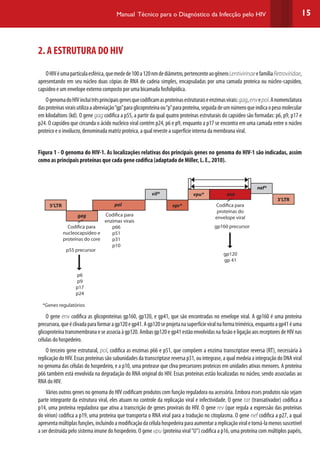 15Manual Técnico para o Diagnóstico da Infecção pelo HIV
2. A ESTRUTURA DO HIV
OHIVéumapartículaesférica,quemedede100a120nmdediâmetro,pertencenteaogêneroLentivirinaeefamíliaRetroviridae,
apresentando em seu núcleo duas cópias de RNA de cadeia simples, encapsuladas por uma camada proteica ou núcleo-capsídeo,
capsídeo e um envelope externo composto por uma bicamada fosfolipídica.
OgenomadoHIVincluitrêsprincipaisgenesquecodificamasproteínasestruturaiseenzimasvirais:gag,envepol.Anomenclatura
dasproteínasviraisutilizaaabreviação“gp”paraglicoproteínaou“p”paraproteína,seguidadeumnúmeroqueindicaopesomolecular
em kilodaltons (kd). O gene gag codifica a p55, a partir da qual quatro proteínas estruturais do capsídeo são formadas: p6, p9, p17 e
p24. O capsídeo que circunda o ácido nucleico viral contém p24, p6 e p9, enquanto a p17 se encontra em uma camada entre o núcleo
proteico e o invólucro, denominada matriz proteica, a qual reveste a superfície interna da membrana viral.
Figura 1 - O genoma do HIV-1. As localizações relativas dos principais genes no genoma do HIV-1 são indicadas, assim
como as principais proteínas que cada gene codifica (adaptado de Miller, L. E., 2010).
Codifica para
nucleocapsídeo e
proteínas do core
Codifica para
enzimas virais
p66
p51
p31
p10
gp120
gp 41
p6
p9
p17
p24
Codifica para
proteínas do
envelope viral
gp160 precursor
p55 precursor
*Genes regulatórios
5’LTR
3’LTR
gag
pol
vif*
vpr*
vpu* env
nef*
O gene env codifica as glicoproteínas gp160, gp120, e gp41, que são encontradas no envelope viral. A gp160 é uma proteína
precursora,queéclivadaparaformaragp120egp41.Agp120seprojetanasuperfícieviralnaformatrimérica,enquantoagp41éuma
glicoproteína transmembrana e se associa à gp120. Ambas gp120 e gp41 estão envolvidas na fusão e ligação aos receptores de HIV nas
células do hospedeiro.
O terceiro gene estrutural, pol, codifica as enzimas p66 e p51, que compõem a enzima transcriptase reversa (RT), necessária à
replicação do HIV. Essas proteínas são subunidades da transcriptase reversa p31, ou integrase, a qual medeia a integração do DNA viral
no genoma das células do hospedeiro, e a p10, uma protease que cliva precursores proteicos em unidades ativas menores. A proteína
p66 também está envolvida na degradação do RNA original do HIV. Essas proteínas estão localizadas no núcleo, sendo associadas ao
RNA do HIV.
Vários outros genes no genoma do HIV codificam produtos com função reguladora ou acessória. Embora esses produtos não sejam
parte integrante da estrutura viral, eles atuam no controle da replicação viral e infectividade. O gene tat (transativador) codifica a
p14, uma proteína reguladora que ativa a transcrição de genes provirais do HIV. O gene rev (que regula a expressão das proteínas
do vírion) codifica a p19, uma proteína que transporta o RNA viral para a tradução no citoplasma. O gene nef codifica a p27, a qual
apresentamúltiplasfunções,incluindoamodificaçãodacélulahospedeiraparaaumentarareplicaçãoviraletorná-lamenossuscetível
a ser destruída pelo sistema imune do hospedeiro. O gene vpu (proteína viral“U”) codifica a p16, uma proteína com múltiplos papéis,
 