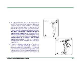 Manual Técnico de Hidroponia Popular 19
4. A ocho centímetros de uno de los extremos
amarre la manga con un cáñamo, hilo o pita
plástica, dando varias vueltas y apretando
fuertemente el nudo. Ahora, ya puede iniciar el
llenado de la manga con la mezcla de sustrato
(su composición se explicará más adelante),
que debe estar hecha y humedecida por lo
menos desde el día anterior, especialmente si
tiene cascarilla de arroz, porque tarda muchas
horas en humedecerse lo suficiente. No eche el
sustrato dentro de la manga si éste no está
previamente mojado, ya que será imposible
mojarlo antes de la siembra, lo que es muy
importante.
5. Cuando haya terminado de llenar la manga
con el sustrato húmedo, colóquela
verticalmente dándole algunos golpecitos
suaves sobre el piso limpio de asperezas, para
bajarelsustrato.Lamangasecierraporsuparte
superior, de la misma manera que se cerró en el


 