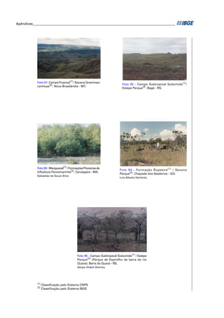 Apêndices ____________________________________________________________________________________ 
Foto 91- Campo Tropical(1) / Savana Gramíneo- 
Lenhosa(2). Nova Brasilândia - MT. 
(1) Classifi cação pelo Sistema CNPS 
(2) Classifi cação pelo Sistema IBGE 
Foto 92 - Campo Subtropical Subúmido(1)/ 
Estepe Parque(2). Bagé - RS. 
Foto 93 - Manguezal(1) / Formações Pioneiras de 
Infl uência Fluviomarinha(2). Carutapera - MA. 
Sebastião de Souza Silva 
Foto 94 - Formação Rupestre(1) / Savana 
Parque(2). Chapada dos Veadeiros - GO. 
Luís Alberto Dambrós 
Foto 95 - Campo Subtropical Subúmido(1) / Estepe 
Parque(2) (Parque de Espinilho da barra do rio 
Quaraí). Barra do Quaraí - RS. 
Sérgio Hideiti Shimizu 
 