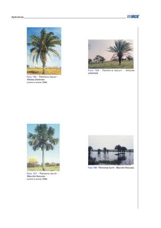 Apêndices ____________________________________________________________________________________ 
Foto 155 - Palmeira bacuri - 
Attalea phalerata. 
Lorenzi e outros (1996) 
Foto 156 - Palmeira bacuri - Attalea 
phalerata. 
Foto 157 - Palmeira buriti - 
Mauritia fl exuosa. 
Lorenzi e outros (1996) 
Foto 158 - Palmeiras buriti - Mauritia fl exuosa. 
 