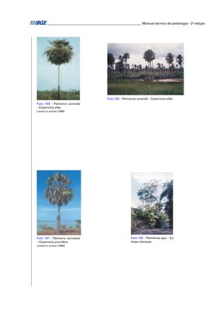 ________________________________________________________ Manual técnico de pedologia - 2a edição 
Foto 160 - Palmeiras carandá - Copernicia alba. 
Foto 161 - Palmeira carnaúba 
- Copernicia prunifera. 
Lorenzi e outros (1996) 
Foto 162 - Palmeiras açaí - Eu-terpe 
oleracea. 
Foto 159 - Palmeira carandá 
- Copernicia alba. 
Lorenzi e outros (1996) 
 