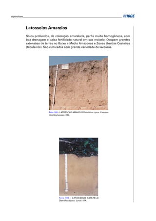 Apêndices ____________________________________________________________________________________ 
Latossolos Amarelos 
Solos profundos, de coloração amarelada, perfi s muito homogêneos, com 
boa drenagem e baixa fertilidade natural em sua maioria. Ocupam grandes 
extensões de terras no Baixo e Médio Amazonas e Zonas Úmidas Costeiras 
(tabuleiros). São cultivados com grande variedade de lavouras. 
Foto 189 - LATOSSOLO AMARELO Distrófi co típico. Campos 
dos Goytacazes - RJ. 
Foto 190 - LATOSSOLO AMARELO 
Distrófi co típico. Juruti - PA. 
 