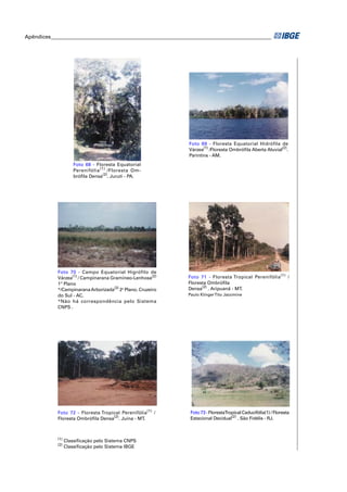 Apêndices ____________________________________________________________________________________




                                                              Foto 69 - Floresta Equatorial Hidrófila de
                                                              Várzea(1) /Floresta Ombróﬁla Aberta Aluvial(2).
                                                              Parintins - AM.
                     Foto 68 - Floresta Equatorial
                     Perenifólia (1) /Floresta Om-
                     bróﬁla Densa(2). Juruti - PA.




            Foto 70 - Campo Equatorial Higrófilo de
            Várzea(1) / Campinarana Gramíneo-Lenhosa(2)       Foto 71 - Floresta Tropical Perenifólia (1) /
            1º Plano                                          Floresta Ombróﬁla
            */Campinarana Arborizada(2) 2o Plano. Cruzeiro    Densa(2) . Aripuanã - MT.
            do Sul - AC.                                      Paulo Klinger Tito Jacomine
            *Não há correspondência pelo Sistema
            CNPS .




            Foto 72 - Floresta Tropical Perenifólia(1) /       Foto 73 - FlorestaTropical Caducifólia(1) / Floresta
            Floresta Ombróﬁla Densa(2). Juína - MT.            Estacional Decidual(2) . São Fidélis - RJ.



            (1)
                  Classiﬁcação pelo Sistema CNPS
            (2)
                  Classiﬁcação pelo Sistema IBGE
 