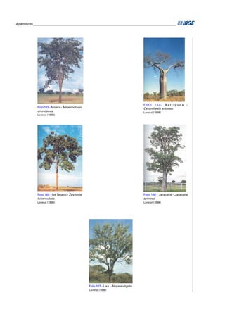 Apêndices ____________________________________________________________________________________




                                                                                     Foto 164- Barriguda -
            Foto 163 - Aroeira - Miracrodruon                                        Cavanillesia arborea.
            urundeuva.                                                               Lorenzi (1998)
            Lorenzi (1998)




            Foto 165 - Ipê Tabaco - Zeyheria                                         Foto 166 - Jaracatiá - Jaracatia
            tuberculosa.                                                             spinosa.
            Lorenzi (1998)                                                           Lorenzi (1998)




                                                Foto 167 - Lixa - Aloysia virgata.
                                                Lorenzi (1998)
 
