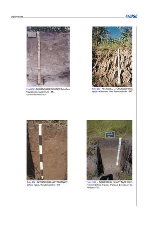 Apêndices ____________________________________________________________________________________




            Foto 202 - NEOSSOLO REGOLÍTICO Eutróﬁco                Foto 203 - NEOSSOLO LITÓLICO Distróﬁco
            fragipânico. Garanhuns - PE.                           típico - substrato ﬁlito. Rondonópolis - MT.
            Glailson Barreto Silva




             Foto 204 - NEOSSOLO QUARTZARÊNICO                Foto 205 - NEOSSOLO QUARTZARÊNICO
             Órtico típico. Rondonópolis - MT.                Hidromórfico típico. Parque Estadual do
                                                              Jalapão - TO.
 
