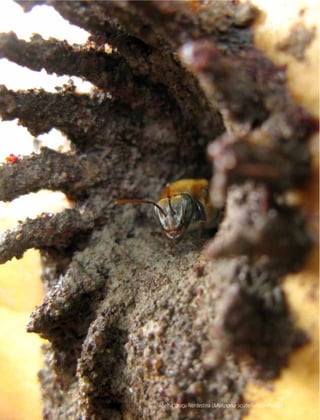 As Abelhas Nativas sem Ferrão e a Meliponicultura 9
Abelha Uruçu-Nordestina (Melipona scutellaris) – Paraíba
 