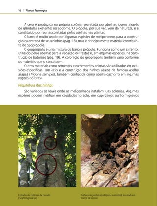 Manual Tecnológico16
A cera é produzida na própria colônia, secretada por abelhas jovens através
de glândulas existentes no abdome. O própolis, por sua vez, vem da natureza, e é
constituído por resinas coletadas pelas abelhas nas plantas.
O barro é muito usado por algumas espécies de meliponíneos para a constru-
ção da entrada de seus ninhos (pág. 18), mas é principalmente material constituin-
te do geoprópolis.
O geoprópolis é uma mistura de barro e própolis. Funciona como um cimento,
utilizado pelas abelhas para a vedação de frestas e, em algumas espécies, na cons-
trução de batumes (pág. 19). A coloração do geoprópolis também varia conforme
os materiais que o constituem.
Outros materiais como sementes e excrementos animais são utilizados em oca-
siões especíﬁcas. Um caso é a construção dos ninhos aéreos da famosa abelha
arapuá (Trigona spinipes), também conhecida como abelha-cachorro em algumas
regiões do Brasil.
Arquitetura dos ninhos
São variados os locais onde os meliponíneos instalam suas colônias. Algumas
espécies podem nidiﬁcar em cavidades no solo, em cupinzeiros ou formigueiros
Entradas de colônias de canudo
(Scaptotrigona sp.)
Colônia de jandaíra (Melipona subnitida) instalada em
tronco de árvore
 