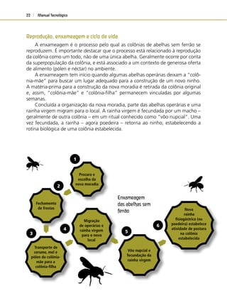 Manual Tecnológico22
Vôo nupcial e
fecundação da
rainha virgem
Migração
de operárias e
rainha virgem
para o novo
local
Transporte de
cerume, mel e
pólen da colônia-
mãe para a
colônia-ﬁlha
Fechamento
de frestas Nova
rainha
ﬁsiogástrica (ou
poedeira) estabelece
atividade de postura
na colônia
estabelecida
Enxameagem
das abelhas sem
ferrão
Procura e
escolha da
nova moradia
1
2
3
4
5
6
Reprodução, enxameagem e ciclo de vida
A enxameagem é o processo pelo qual as colônias de abelhas sem ferrão se
reproduzem. É importante destacar que o processo está relacionado à reprodução
da colônia como um todo, não de uma única abelha. Geralmente ocorre por conta
da superpopulação da colônia, e está associado a um contexto de generosa oferta
de alimento (pólen e néctar) no ambiente.
A enxameagem tem início quando algumas abelhas operárias deixam a “colô-
nia-mãe” para buscar um lugar adequado para a construção de um novo ninho.
A matéria-prima para a construção da nova moradia é retirada da colônia original
e, assim, “colônia-mãe” e “colônia-ﬁlha” permanecem vinculadas por algumas
semanas.
Concluída a organização da nova moradia, parte das abelhas operárias e uma
rainha virgem migram para o local. A rainha virgem é fecundada por um macho –
geralmente de outra colônia – em um ritual conhecido como “vôo nupcial”. Uma
vez fecundada, a rainha – agora poedeira – retorna ao ninho, estabelecendo a
rotina biológica de uma colônia estabelecida.
 