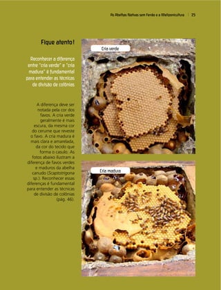 As Abelhas Nativas sem Ferrão e a Meliponicultura 25
Fique atento!
Reconhecer a diferença
entre “cria verde” e “cria
madura” é fundamental
para entender as técnicas
de divisão de colônias
Cria verde
Cria madura
A diferença deve ser
notada pela cor dos
favos. A cria verde
geralmente é mais
escura, da mesma cor
do cerume que reveste
o favo. A cria madura é
mais clara e amarelada,
da cor do tecido que
forma o casulo. As
fotos abaixo ilustram a
diferença de favos verdes
e maduros da abelha
canudo (Scaptotrigona
sp.). Reconhecer essas
diferenças é fundamental
para entender as técnicas
de divisão de colônias
(pág. 46).
 