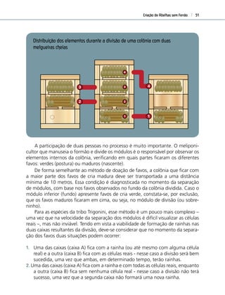 Criação de Abelhas sem Ferrão 51
A participação de duas pessoas no processo é muito importante. O meliponi-
cultor que manuseia o formão e divide os módulos é o responsável por observar os
elementos internos da colônia, veriﬁcando em quais partes ﬁcaram os diferentes
favos: verdes (postura) ou maduros (nascente).
Módulo
Melgueira
Módulo
Divisão
Módulo
Fundo
1
4
2
3
1
2
3
4
De forma semelhante ao método de doação de favos, a colônia que ﬁcar com
a maior parte dos favos de cria madura deve ser transportada a uma distância
mínima de 10 metros. Essa condição é diagnosticada no momento da separação
de módulos, com base nos favos observados no fundo da colônia dividida. Caso o
módulo inferior (fundo) apresente favos de cria verde, constata-se, por exclusão,
que os favos maduros ﬁcaram em cima, ou seja, no módulo de divisão (ou sobre-
ninho).
Para as espécies da tribo Trigonini, esse método é um pouco mais complexo –
uma vez que na velocidade da separação dos módulos é difícil visualizar as células
reais –, mas não inviável. Tendo em vista a viabilidade de formação de rainhas nas
duas caixas resultantes da divisão, deve-se considerar que no momento da separa-
ção dos favos duas situações podem ocorrer:
1. Uma das caixas (caixa A) ﬁca com a rainha (ou até mesmo com alguma célula
real) e a outra (caixa B) ﬁca com as células reais - nesse caso a divisão será bem
sucedida, uma vez que ambas, em determinado tempo, terão rainhas.
2. Uma das caixas (caixa A) ﬁca com a rainha e com todas as células reais, enquanto
a outra (caixa B) ﬁca sem nenhuma célula real - nesse caso a divisão não terá
sucesso, uma vez que a segunda caixa não formará uma nova rainha.
Distribuição dos elementos durante a divisão de uma colônia com duas
melgueiras cheias
 