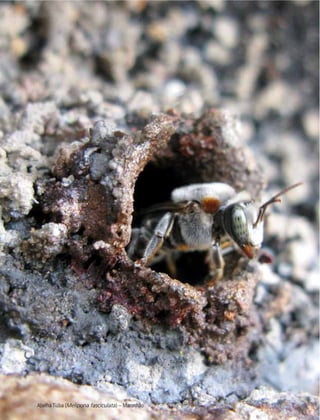 Abelha Tiúba (Melipona fasciculata) – Maranhão
 