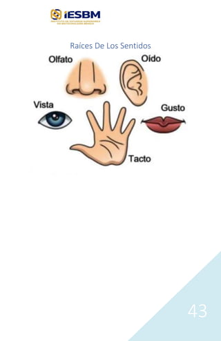 43
Raíces De Los Sentidos
 