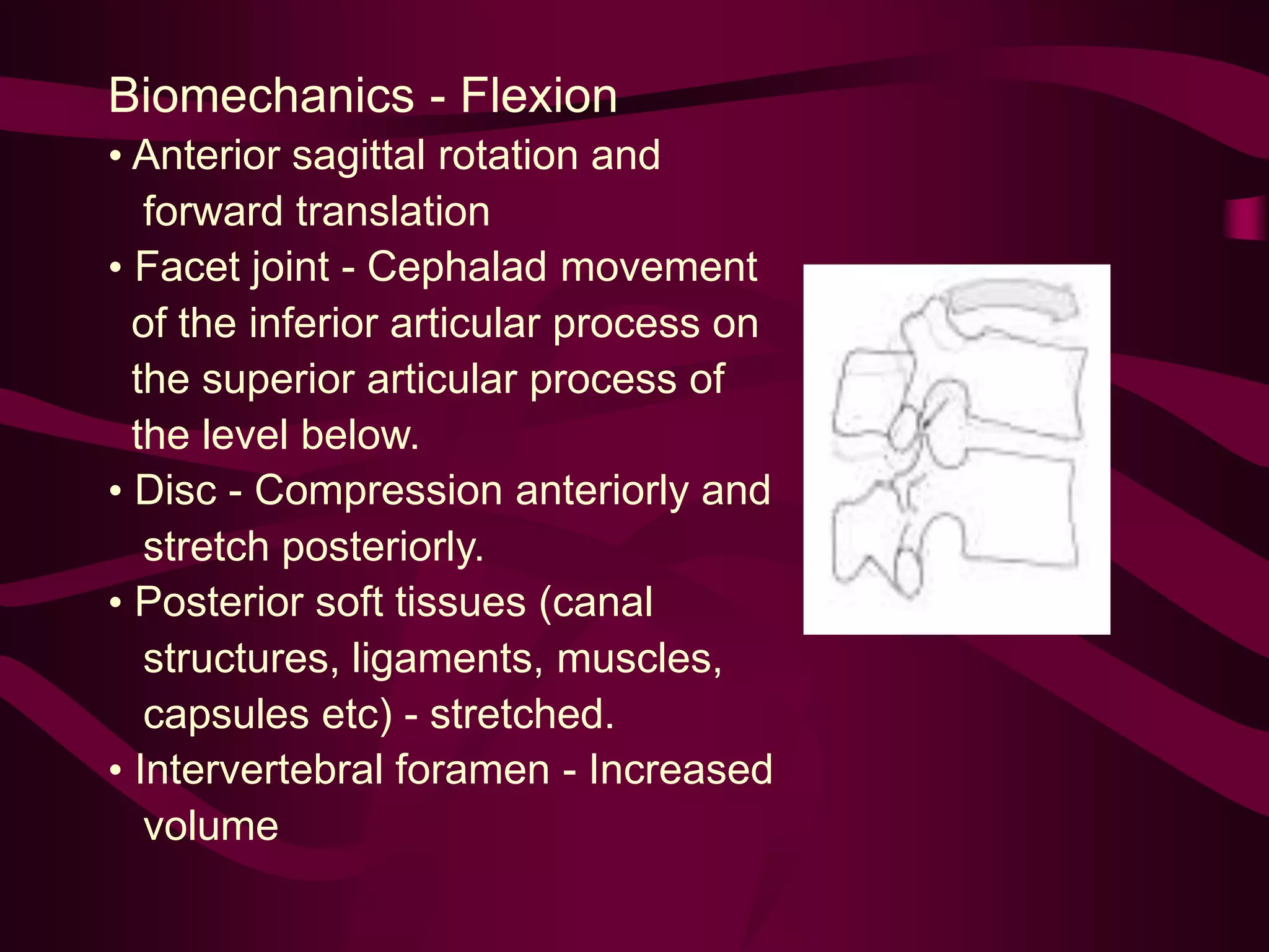 Biomechanics - Flexion
• Anterior sagittal rotation and
forward translation
• Facet joint - Cephalad movement
of the inferior articular process on
the superior articular process of
the level below.
• Disc - Compression anteriorly and
stretch posteriorly.
• Posterior soft tissues (canal
structures, ligaments, muscles,
capsules etc) - stretched.
• Intervertebral foramen - Increased
volume
 