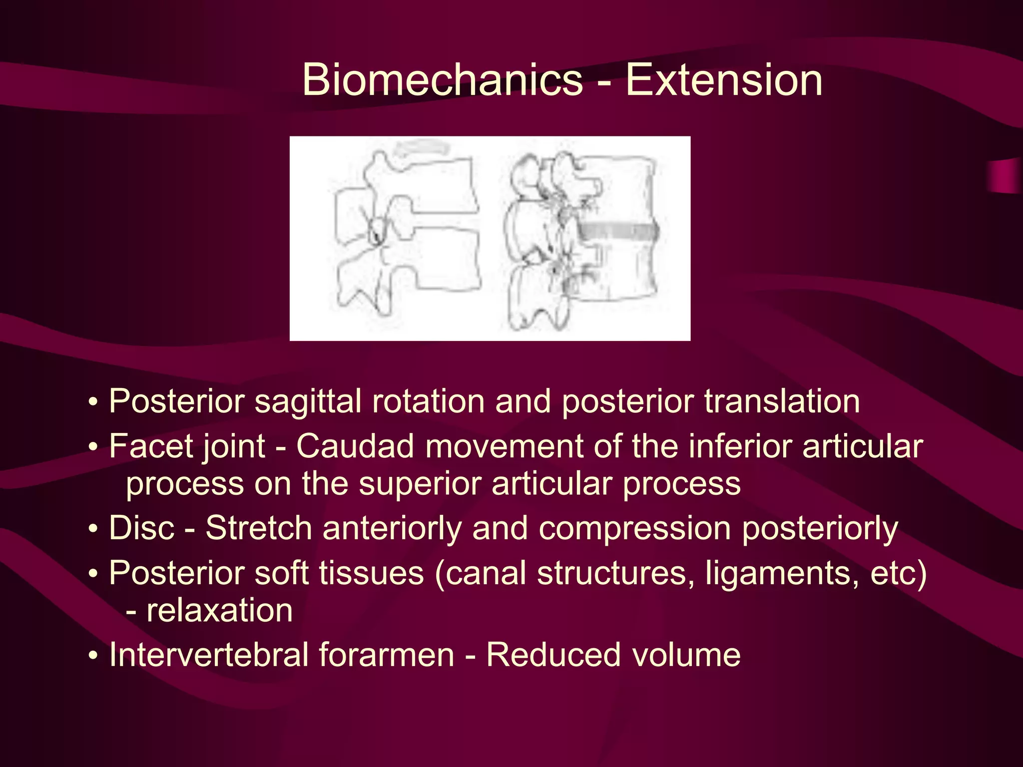 Biomechanics - Extension
• Posterior sagittal rotation and posterior translation
• Facet joint - Caudad movement of the inferior articular
process on the superior articular process
• Disc - Stretch anteriorly and compression posteriorly
• Posterior soft tissues (canal structures, ligaments, etc)
- relaxation
• Intervertebral forarmen - Reduced volume
 
