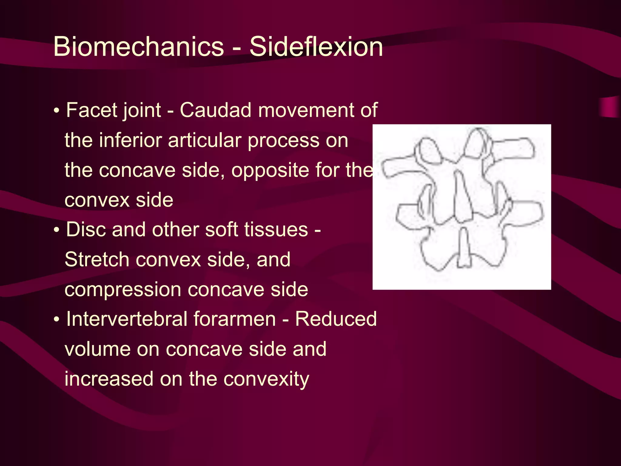 Biomechanics - Sideflexion
• Facet joint - Caudad movement of
the inferior articular process on
the concave side, opposite for the
convex side
• Disc and other soft tissues -
Stretch convex side, and
compression concave side
• Intervertebral forarmen - Reduced
volume on concave side and
increased on the convexity
 