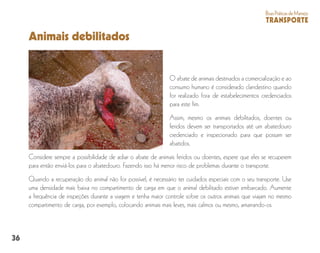 36
BoasPráticasdeManejo
TRANSPORTE
Animais debilitados
O abate de animais destinados a comercialização e ao
consumo humano é considerado clandestino quando
for realizado fora de estabelecimentos credenciados
para este fim.
Assim, mesmo os animais debilitados, doentes ou
feridos devem ser transportados até um abatedouro
credenciado e inspecionado para que possam ser
abatidos.
Considere sempre a possibilidade de adiar o abate de animais feridos ou doentes, espere que eles se recuperem
para então enviá-los para o abatedouro. Fazendo isso há menor risco de problemas durante o transporte.
Quando a recuperação do animal não for possível, é necessário ter cuidados especiais com o seu transporte. Use
uma densidade mais baixa no compartimento de carga em que o animal debilitado estiver embarcado. Aumente
a frequência de inspeções durante a viagem e tenha maior controle sobre os outros animais que viajam no mesmo
compartimento de carga, por exemplo, colocando animais mais leves, mais calmos ou mesmo, amarrando-os.
 