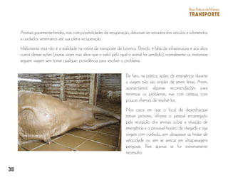 38
BoasPráticasdeManejo
TRANSPORTE
Animais gravemente feridos, mas com possibilidades de recuperação, deveriam ser retirados dos veículos e submetidos
a cuidados veterinários até sua plena recuperação.
Infelizmente essa não é a realidade na rotina de transporte de bovinos. Devido à falta de infraestrutura e aos altos
custos dessas ações (muitas vezes mais altos que o valor pelo qual o animal foi vendido), normalmente os motoristas
seguem viagem sem tomar qualquer providência para resolver o problema.
De fato, na prática, ações de emergência durante
a viagem não são simples de serem feitas. Assim,
apresentamos algumas recomendações para
minimizar os problemas, mas com certeza, com
poucas chances de resolvê-los.
Nos casos em que o local de desembarque
estiver próximo, informe o pessoal encarregado
pela recepção dos animais sobre a situação de
emergência e o provável horário de chegada e siga
viagem com cuidado, sem ultrapassar os limites de
velocidade ou sem se arriscar em ultrapassagens
perigosas. Pare apenas se for extremamente
necessário.
 