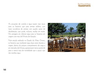 46
BoasPráticasdeManejo
TRANSPORTE
As privações de comida e água trazem mais riscos
para os bezerros que para animais adultos, com
maior ocorrência de animais com quadro grave de
desidratação, que pode, inclusive, resultar em morte.
Há vantagens em oferecer água para os bezerros em
viagens com mais de 8 horas de duração.
Num estudo realizado no Estado do Mato Grosso,
os bezerros que receberam água duas vezes durante a
viagem, dentro do próprio compartimento de carga e
em intervalos de 6 horas, apresentaram menor perda de
peso e menor taxa de mortalidade que o grupo que
não recebeu água.
 