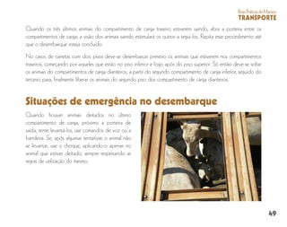49
BoasPráticasdeManejo
TRANSPORTE
Quando os três últimos animais do compartimento de carga traseiro estiverem saindo, abra a porteira entre os
compartimentos de carga; a visão dos animais saindo estimulará os outros a segui-los. Repita esse procedimento até
que o desembarque esteja concluído.
No casos de carretas com dois pisos deve-se desembarcar primeiro os animais que estiverem nos compartimentos
traseiros; começando por aqueles que estão no piso inferior e logo após do piso superior. Só então deve-se soltar
os animais do compartimentos de carga dianteiros, a partir do segundo compartimento de carga inferior, seguido do
terceiro para, finalmente liberar os animais do segundo piso dos compartimento de carga dianteiros.
Situações de emergência no desembarque
Quando houver animais deitados no último
compartimento de carga, próximo a porteira de
saída, tente levantá-los, use comandos de voz ou a
bandeira. Se, após algumas tentativas o animal não
se levantar, use o choque, aplicando-o apenas no
animal que estiver deitado, sempre respeitando as
regras de utilização do mesmo.
 