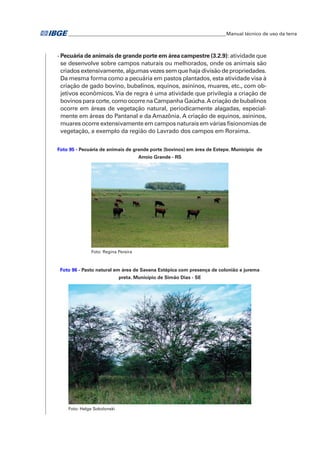 �Manual técnico de uso da terra 
- Pecuária de animais de grande porte em área campestre (3.2.9): atividade que 
se desenvolve sobre campos naturais ou melhorados, onde os animais são 
criados extensivamente, algumas vezes sem que haja divisão de propriedades. 
Da mesma forma como a pecuária em pastos plantados, esta atividade visa à 
criação de gado bovino, bubalinos, equinos, asininos, muares, etc., com ob-jetivos 
econômicos. Via de regra é uma atividade que privilegia a criação de 
bovinos para corte, como ocorre na Campanha Gaúcha. A criação de bubalinos 
ocorre em áreas de vegetação natural, periodicamente alagadas, especial-mente 
em áreas do Pantanal e da Amazônia. A criação de equinos, asininos, 
muares ocorre extensivamente em campos naturais em várias fisionomias de 
vegetação, a exemplo da região do Lavrado dos campos em Roraima. 
Foto 95 - Pecuária de animais de grande porte (bovinos) em área de Estepe. Município de 
Arroio Grande - RS 
Foto: Regina Pereira 
Foto 96 - Pasto natural em área de Savana Estépica com presença de colonião e jurema 
preta. Município de Simão Dias - SE 
Foto: Helge Sokolonski 
 