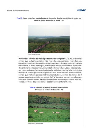 Manual técnico de uso da terra ________________________________________________________________ 
Foto 97 - Pasto natural em área de Estepe da Campanha Gaúcha, com divisão de pastos por 
cerca de pedras. Município de Quaraí - RS 
Foto: Sonia Gomes 
- Pecuária de animais de médio porte em área campestre (3.2.10), tais como: 
ovinos que incluem carneiros não reprodutores, carneiros reprodutores, 
cordeiros (machos e fêmeas), ovelhas (matrizes e não reprodutoras), ovinos 
tosquiados, lã ovina de tosquia, outros produtos da pecuária não especifica-dos 
anteriormente; caprinos, incluindo bode reprodutor, bode não reprodu-tor, 
cabra, cabra em lactação (ordenhada), cabrita e cabrito, leite e produtos 
derivados, outros produtos da pecuária não especificados anteriormente; 
suínos que incluem porcas matrizes reprodutoras, suínos de menos de 2 
meses, exceto reprodutores, suínos de 2 a 5 meses, exceto reprodutores, 
suínos de 5 meses e mais, exceto reprodutores, suínos reprodutores (varrão), 
outros produtos da pecuária não especificados anteriormente. 
Foto 98 - Pecuária de animais de médio porte (ovinos). 
Município de Santana da Boa Vista - RS 
Foto: Eloisa Domingues 
 