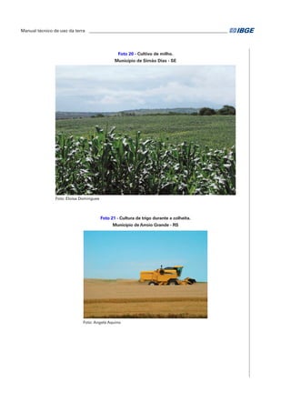 Manual técnico de uso da terra ________________________________________________________________ 
Foto 20 - Cultivo de milho. 
Município de Simão Dias - SE 
Foto: Eloisa Domingues 
Foto 21 - Cultura de trigo durante a colheita. 
Município de Arroio Grande - RS 
Foto: Angela Aquino 
 
