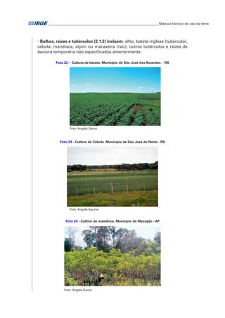 �Manual técnico de uso da terra 
- Bulbos, raízes e tubérculos (2.1.2) incluem: alho, batata-inglesa (tubérculo), 
cebola, mandioca, aipim ou macaxeira (raiz), outros tubérculos e raízes de 
lavoura temporária não especificados anteriormente. 
Foto 22 - Cultura de batata. Município de São José dos Ausentes - RS 
Foto: Angela Gama 
Foto 23 - Cultura de Cebola. Município de São José do Norte - RS 
Foto: Angela Aquino 
Foto 24 - Cultivo de mandioca. Município de Mazagão - AP 
Foto: Angela Gama 
 